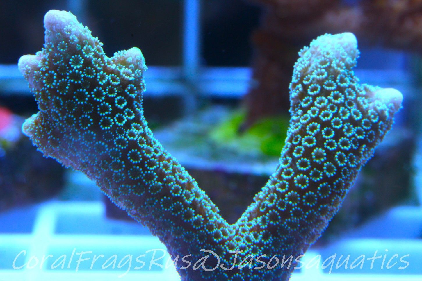 Montipora Digitata