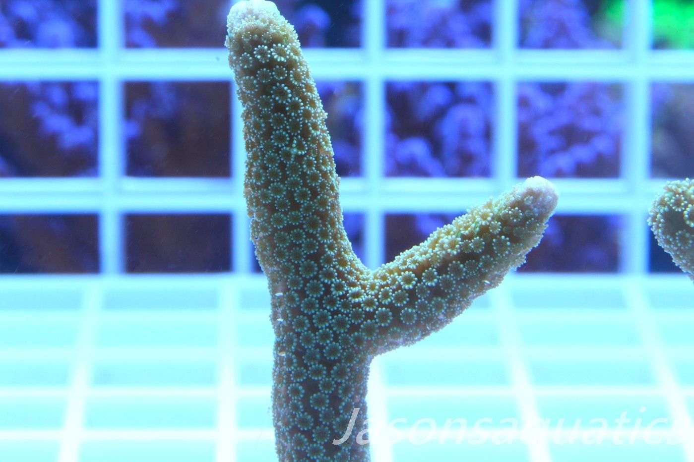 Montipora Digitata Frag A