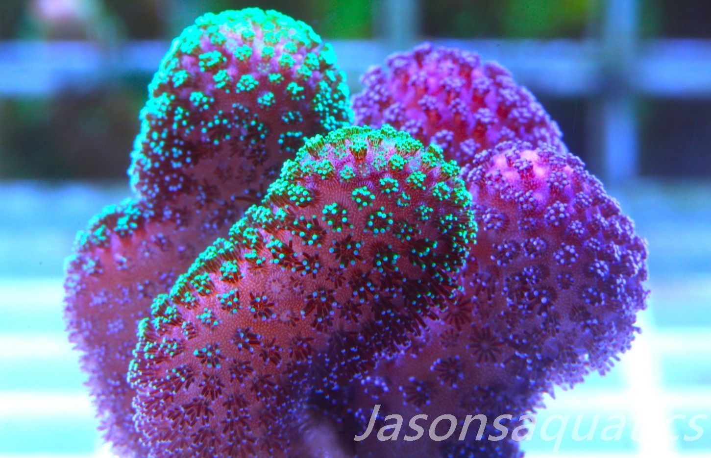 Stylophora Mix Frag A Stylophora Mix Frag A