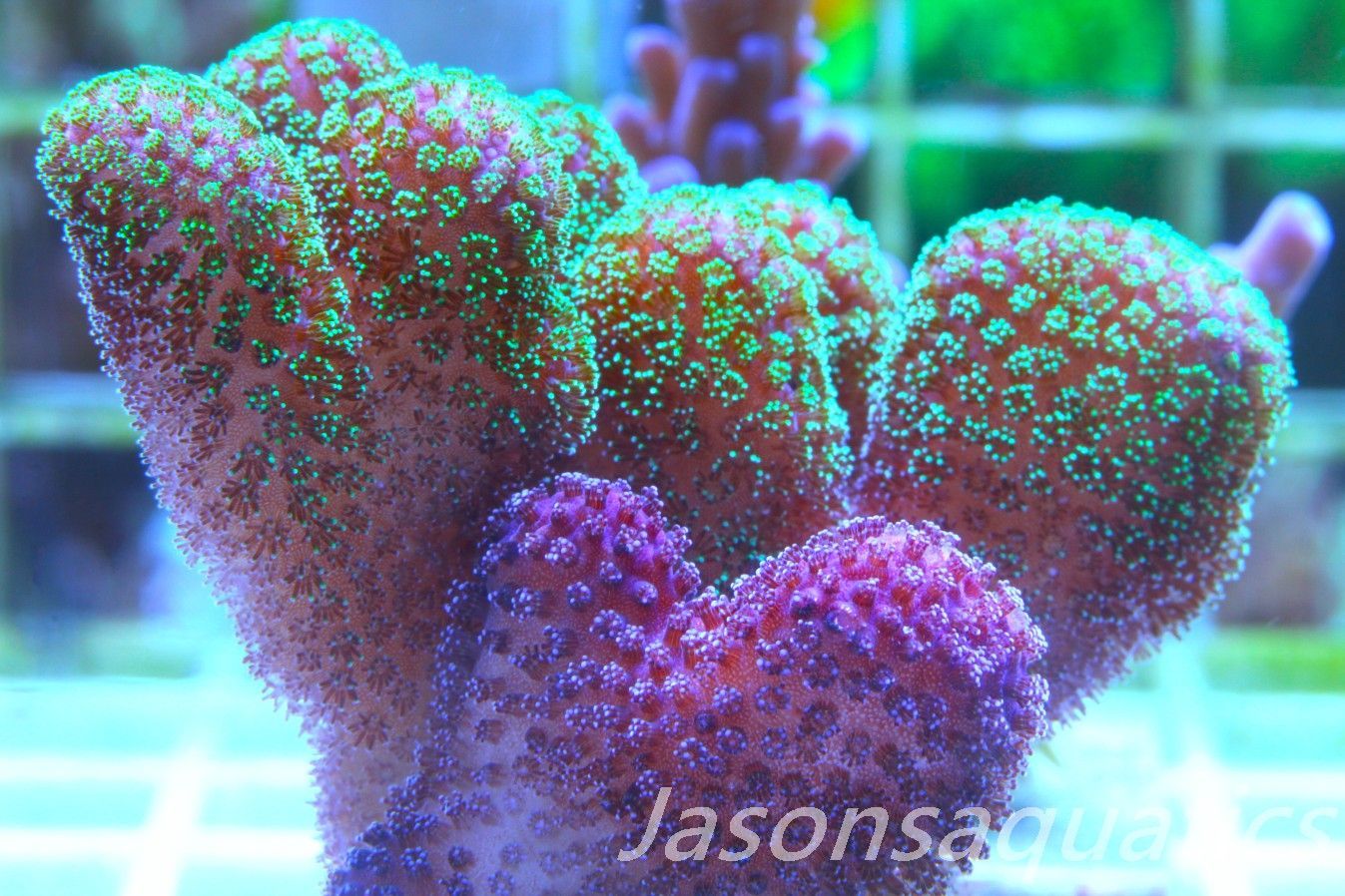 Stylophora Mix Frag A Stylophora Mix Frag A