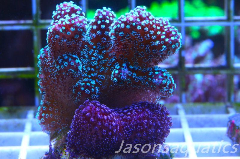 Stylophora Mix Frag A