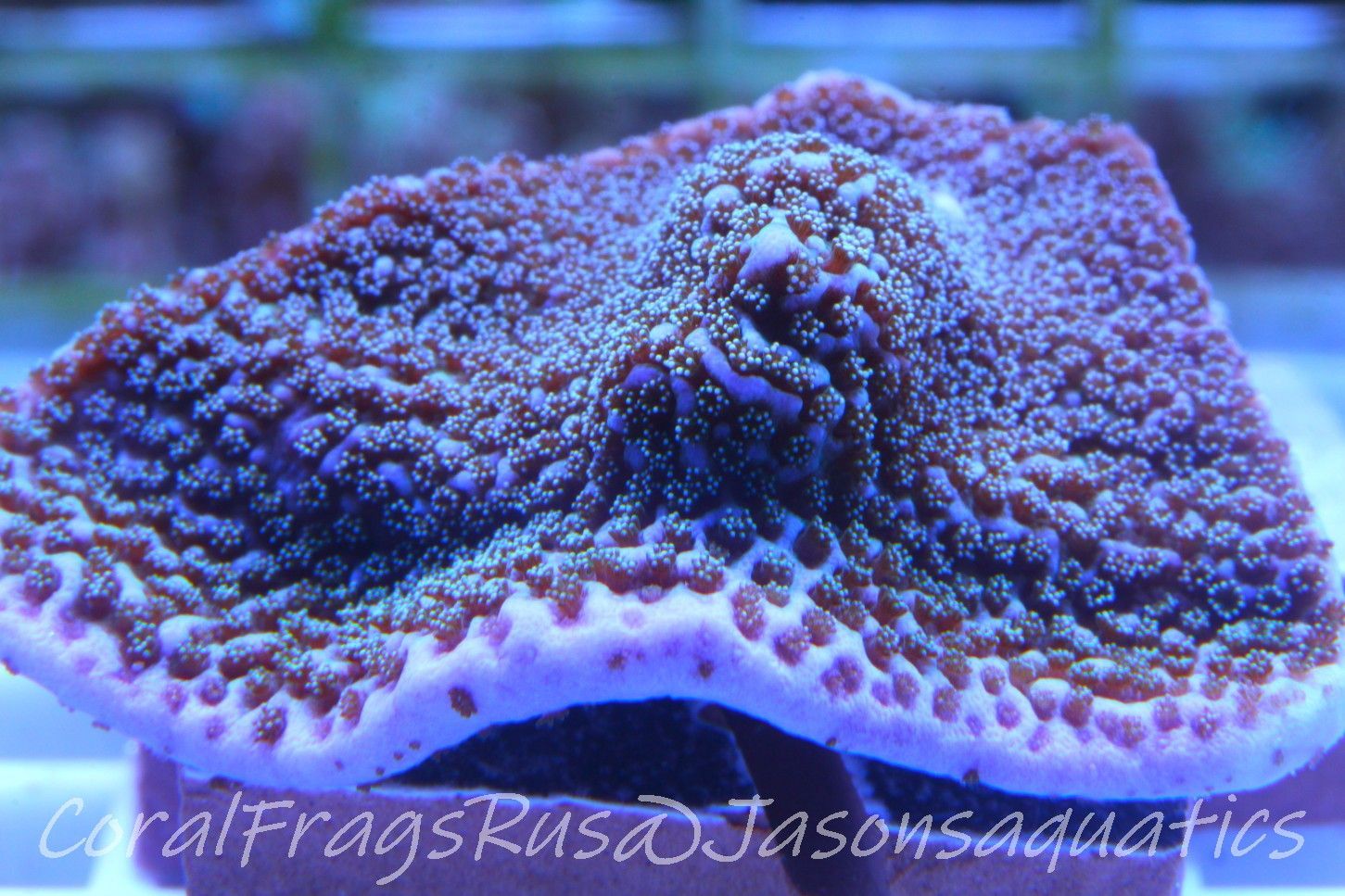 Montipora Pink Rim