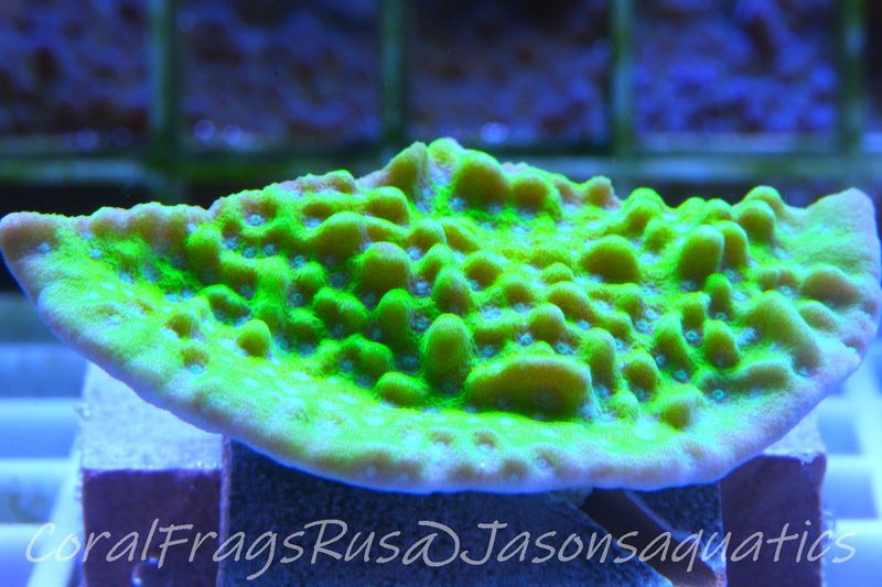 Montipora Undata Morph Frag A