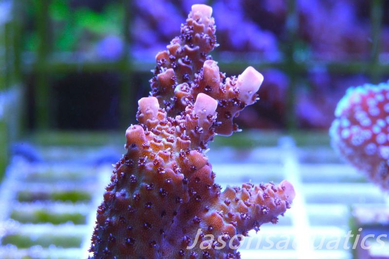 Acropora, All Time Classic Red Planet Frag E