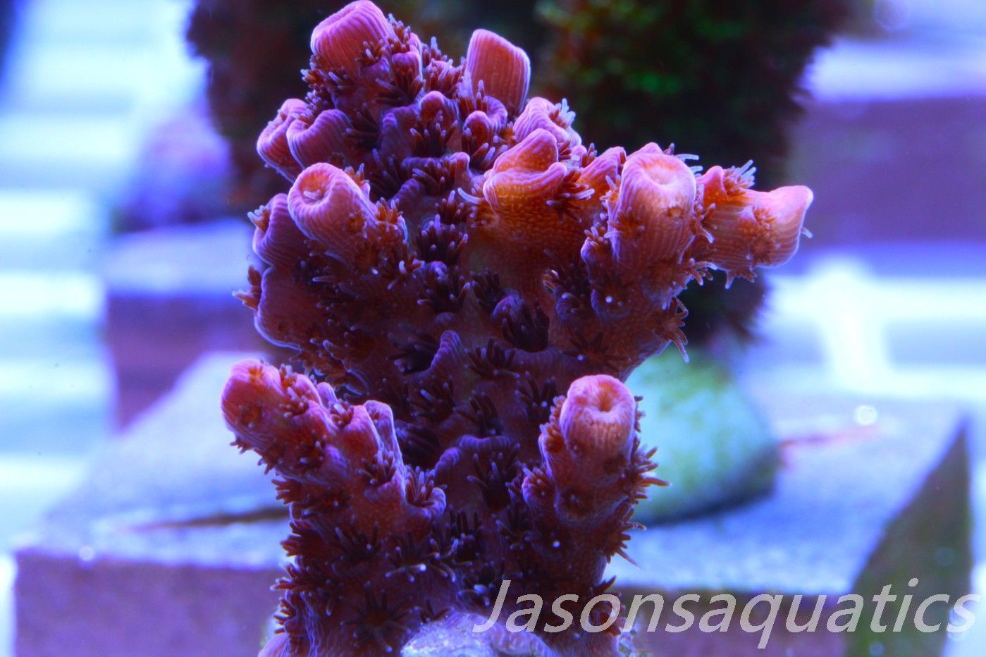 Acropora, All Time Classic Red Planet Frag E