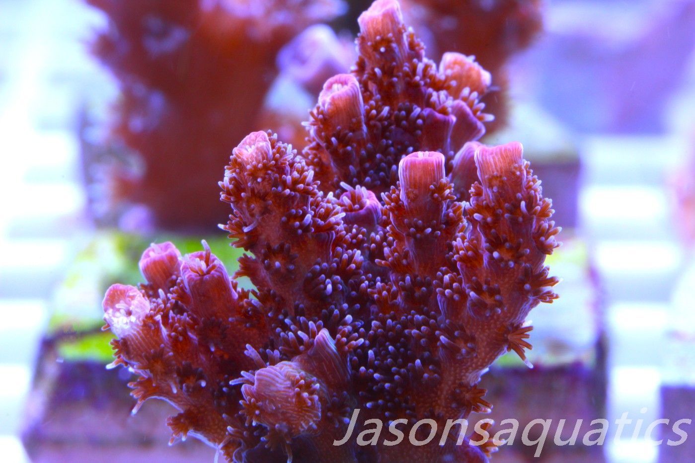 Acropora, All Time Classic Red Planet Frag E