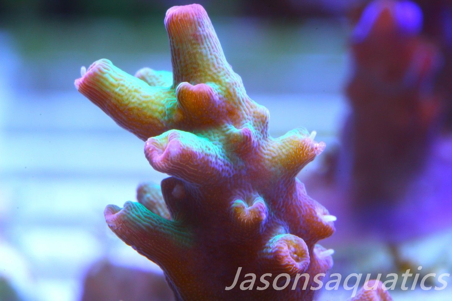 Acropora, Australian Lemon Zest Shortcake Frag B