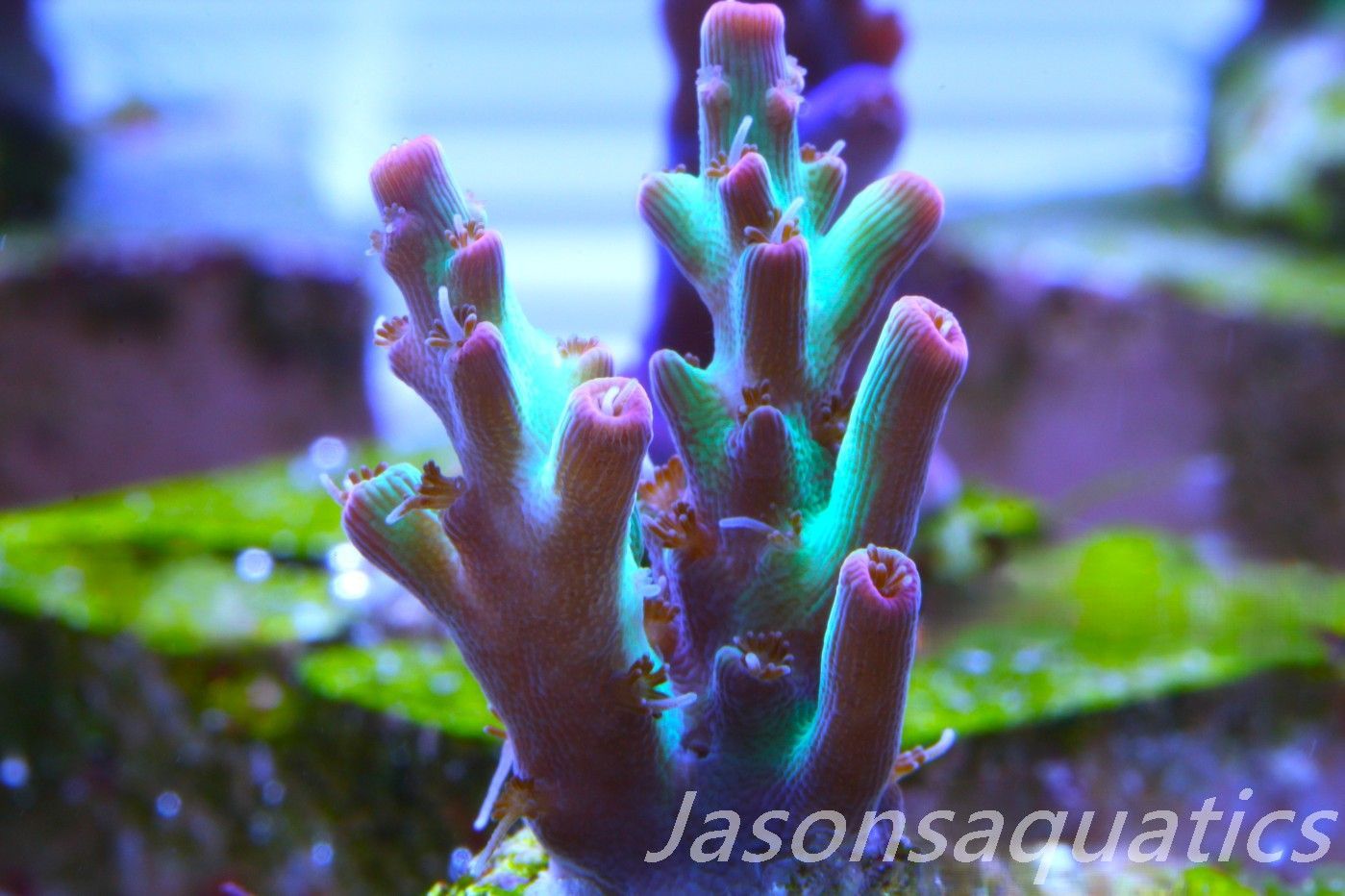 Acropora, Australian Lemon Zest Shortcake Frag B Acropora, Australian Lemon Zest Shortcake Frag B