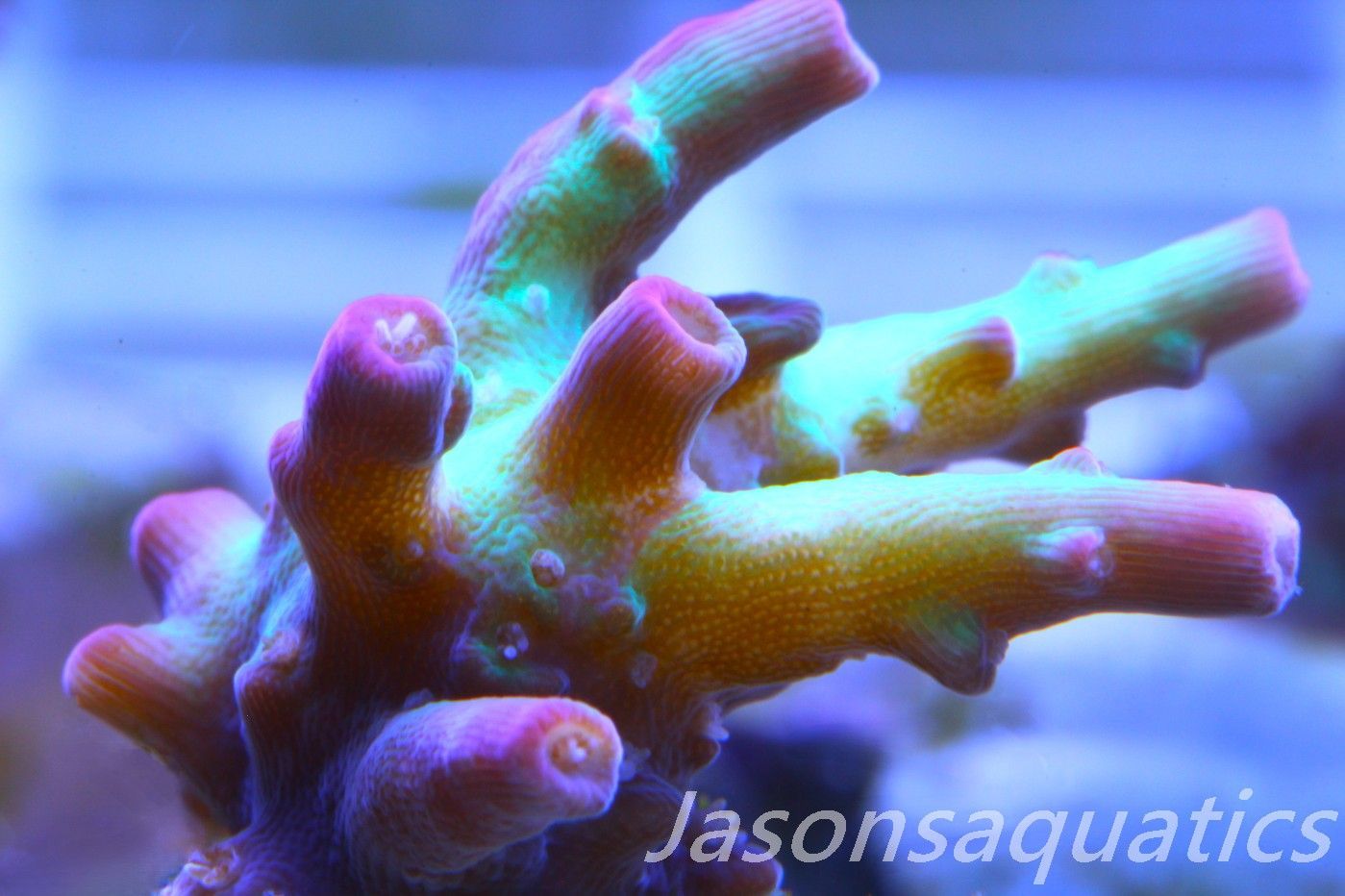 Acropora, Australian Lemon Zest Shortcake Frag C Acropora, Australian Lemon Zest Shortcake Frag C