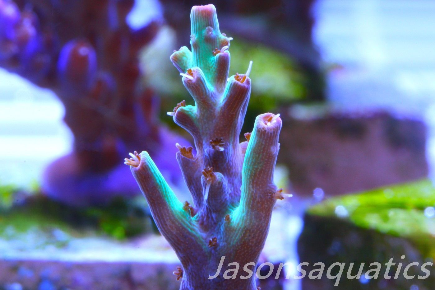 Acropora, Australian Lemon Zest Shortcake Frag C Acropora, Australian Lemon Zest Shortcake Frag C