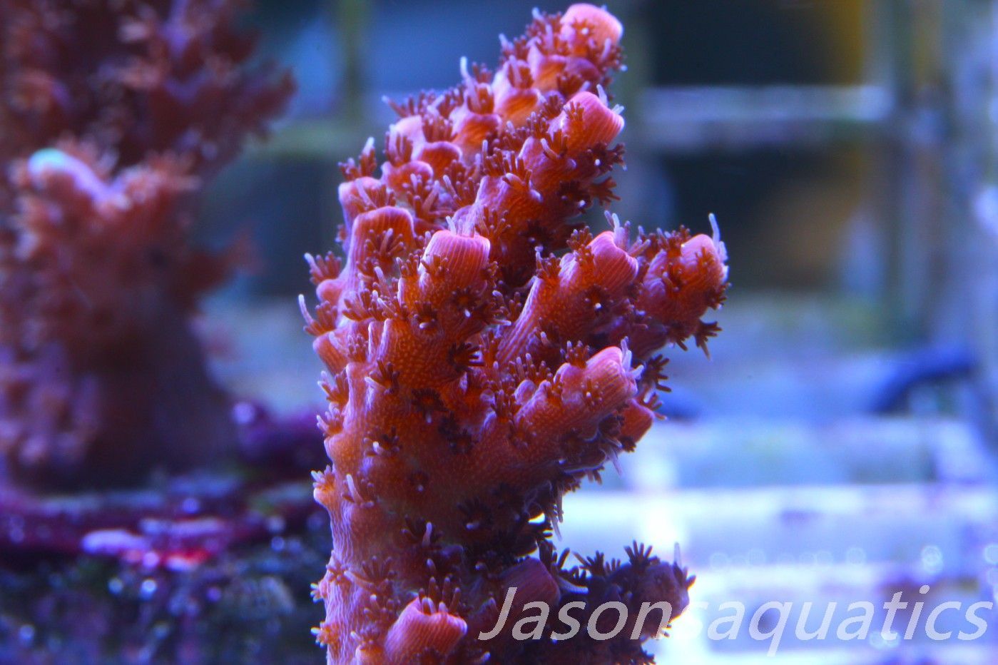 Acropora, All Time Classic Red Planet Frag B