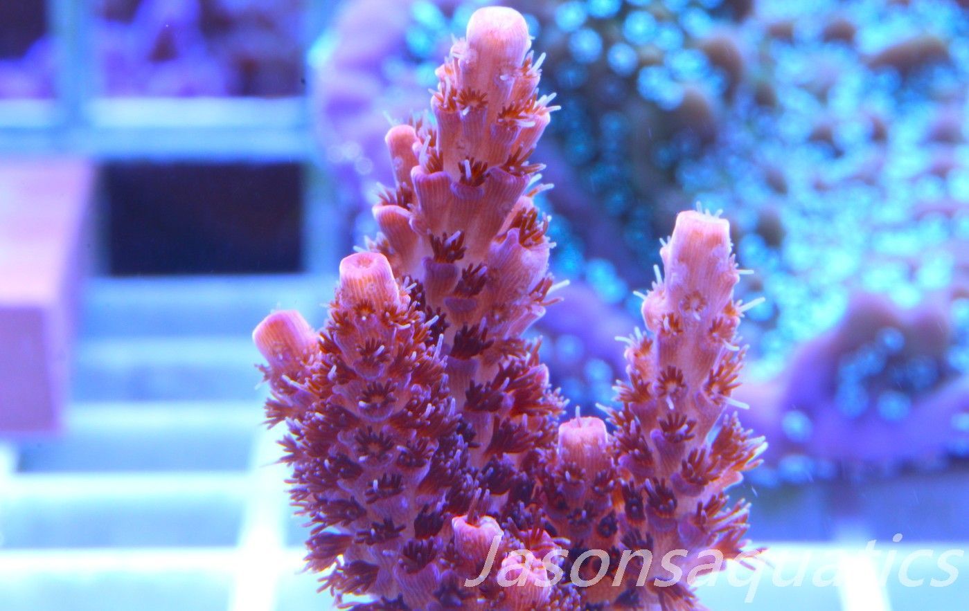 Acropora, All Time Classic Red Planet Frag B