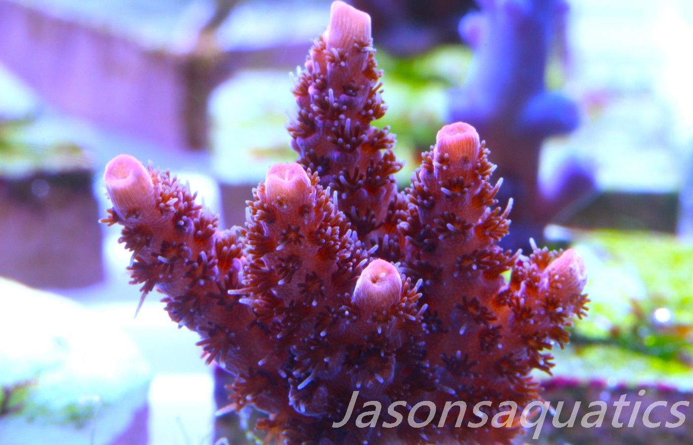 Acropora, All Time Classic Red Planet Frag B
