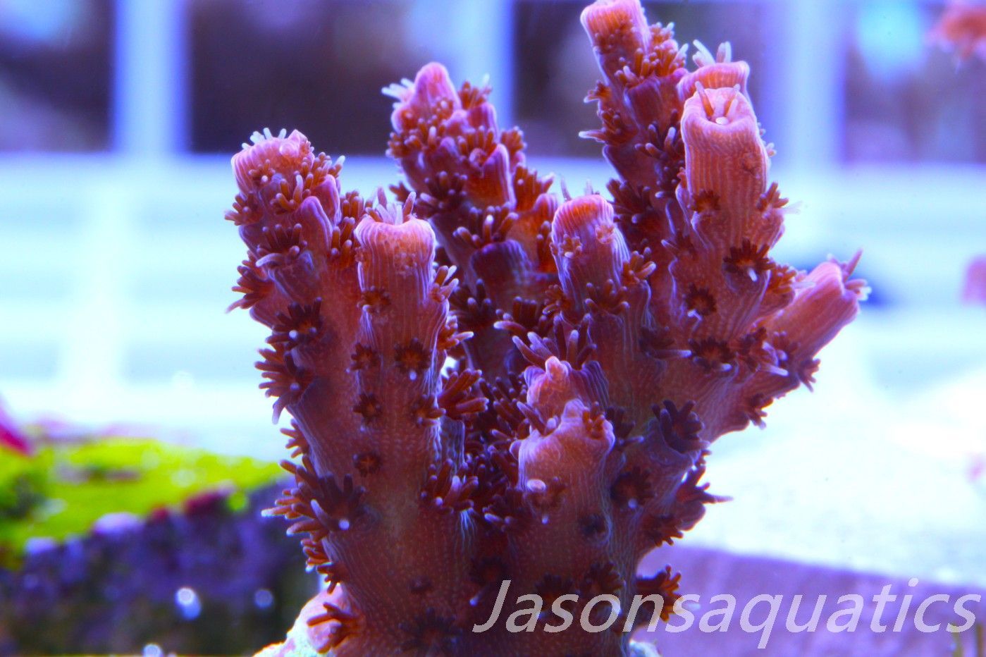 Acropora, All Time Classic Red Planet Frag B