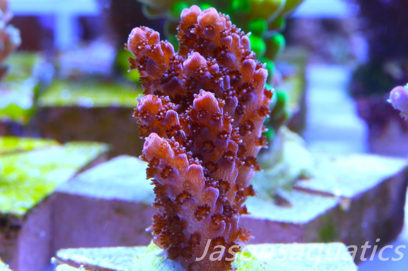Acropora, All Time Classic Red Planet Frag B