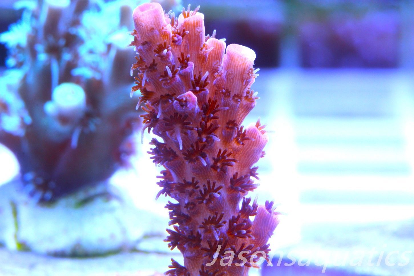 Acropora, All Time Classic Red Planet Frag C