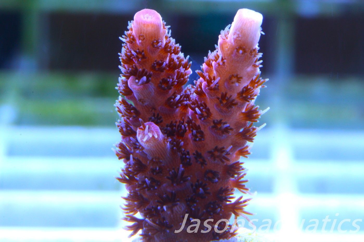 Acropora, All Time Classic Red Planet Frag C