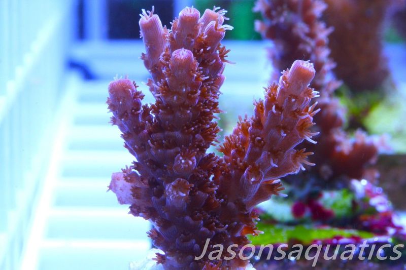 Acropora, All Time Classic Red Planet Frag C