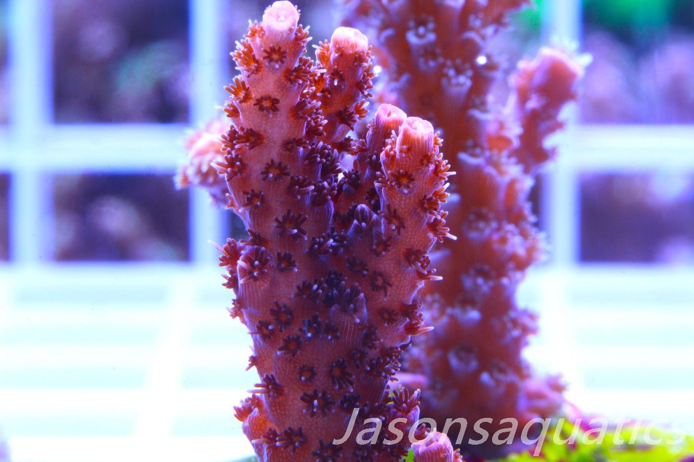 Acropora, All Time Classic Red Planet Frag C