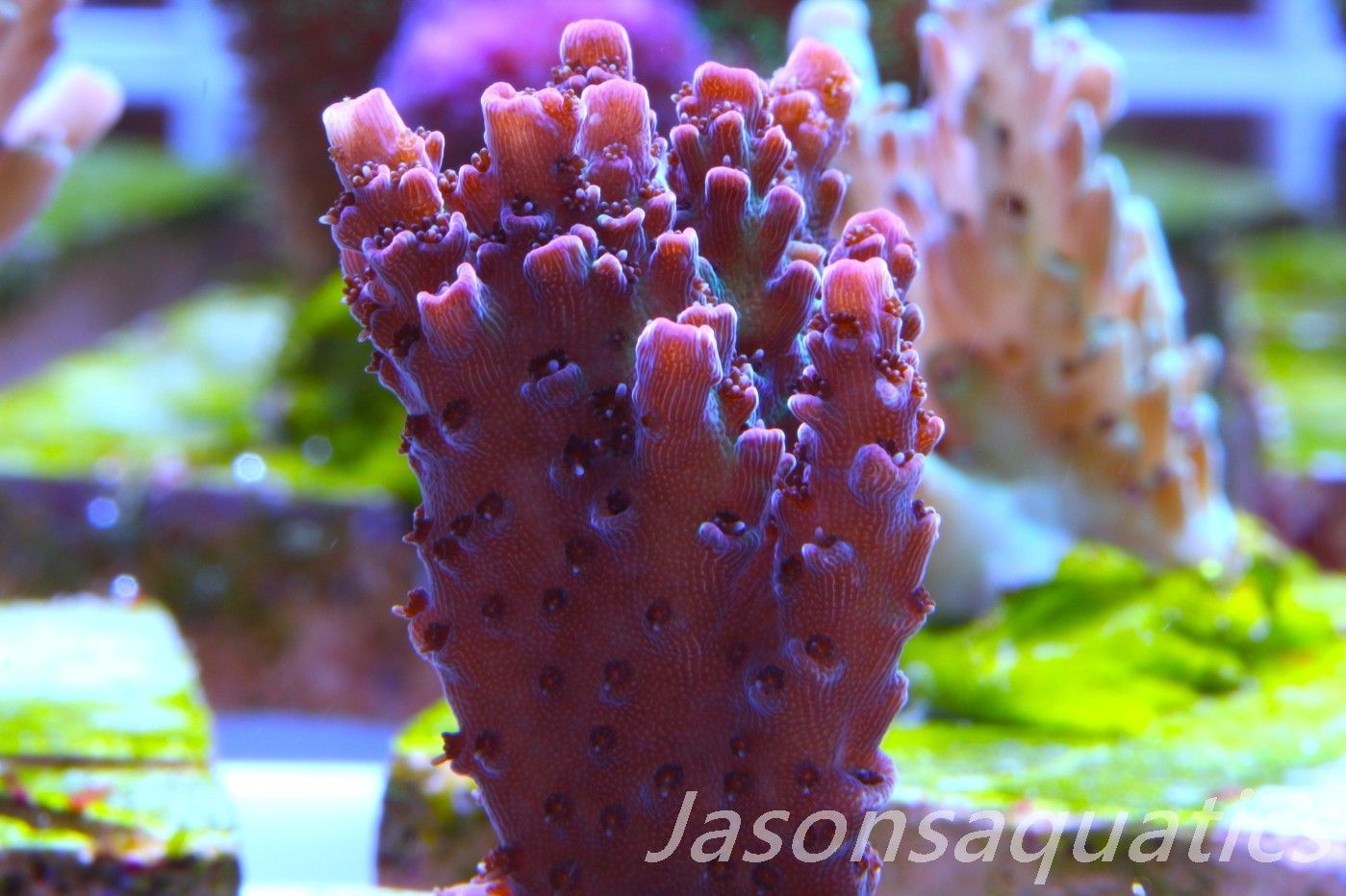 Acropora, All Time Classic Red Planet Frag C