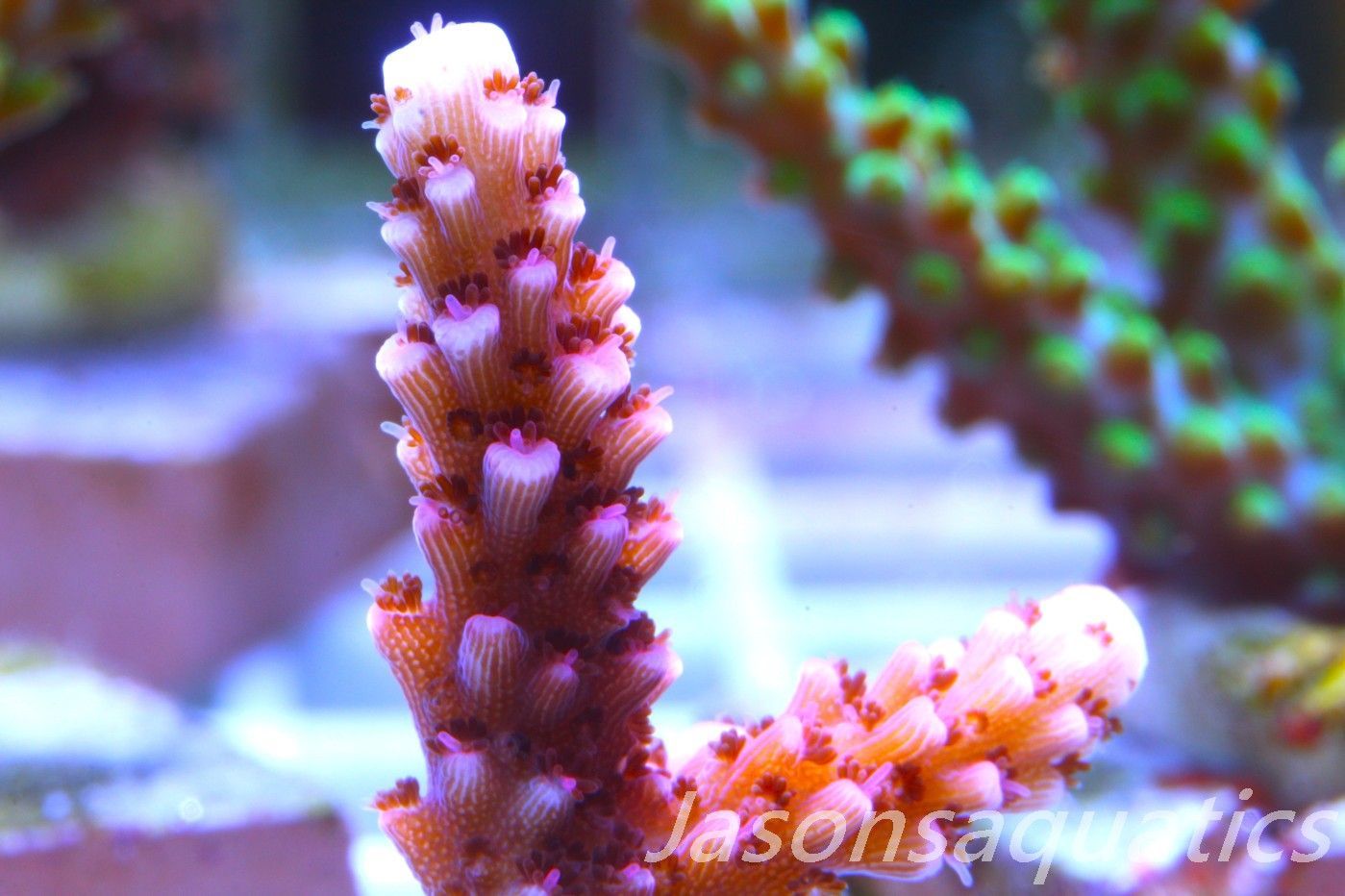 Acropora Bill Berry, AKA Sour Berry Frag C