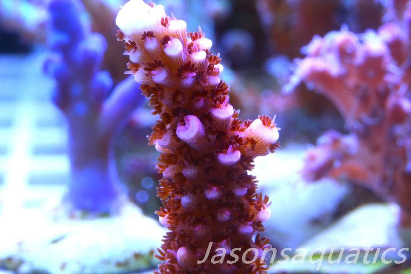 Acropora Bill Berry, AKA Sour Berry Frag C