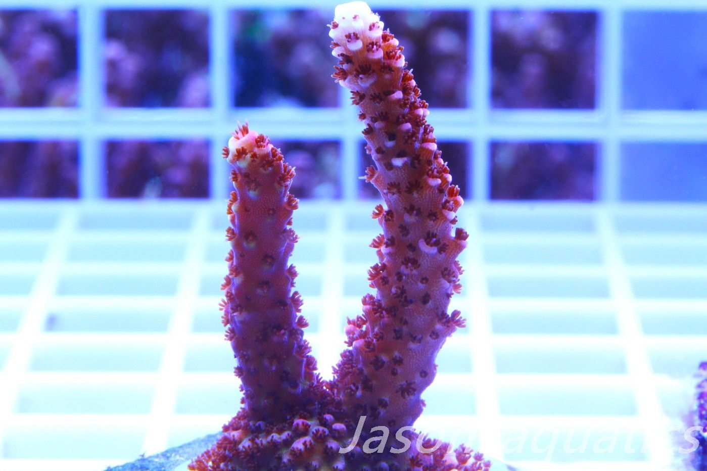 Acropora Bill Berry, AKA Sour Berry Frag C
