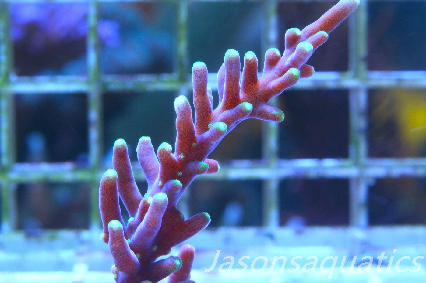 Acropora Carduus AKA Marias Purple Beacon Frag B