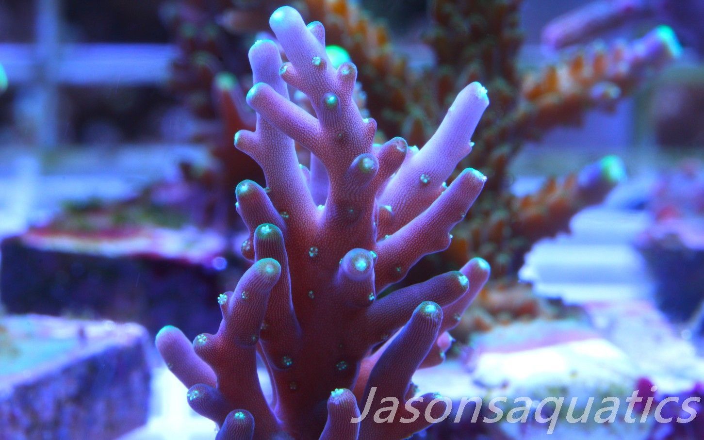 Acropora Carduus AKA Marias Purple Beacon Frag C Acropora Carduus AKA Marias Purple Beacon Frag C
