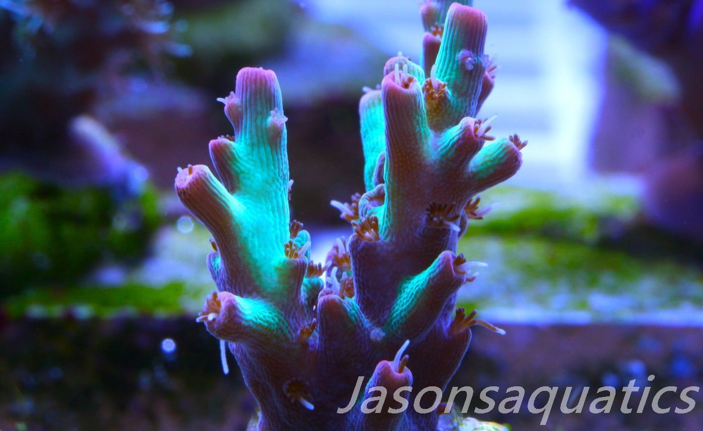 Acropora, Australian Lemon Zest Shortcake Frag D Acropora, Australian Lemon Zest Shortcake Frag D