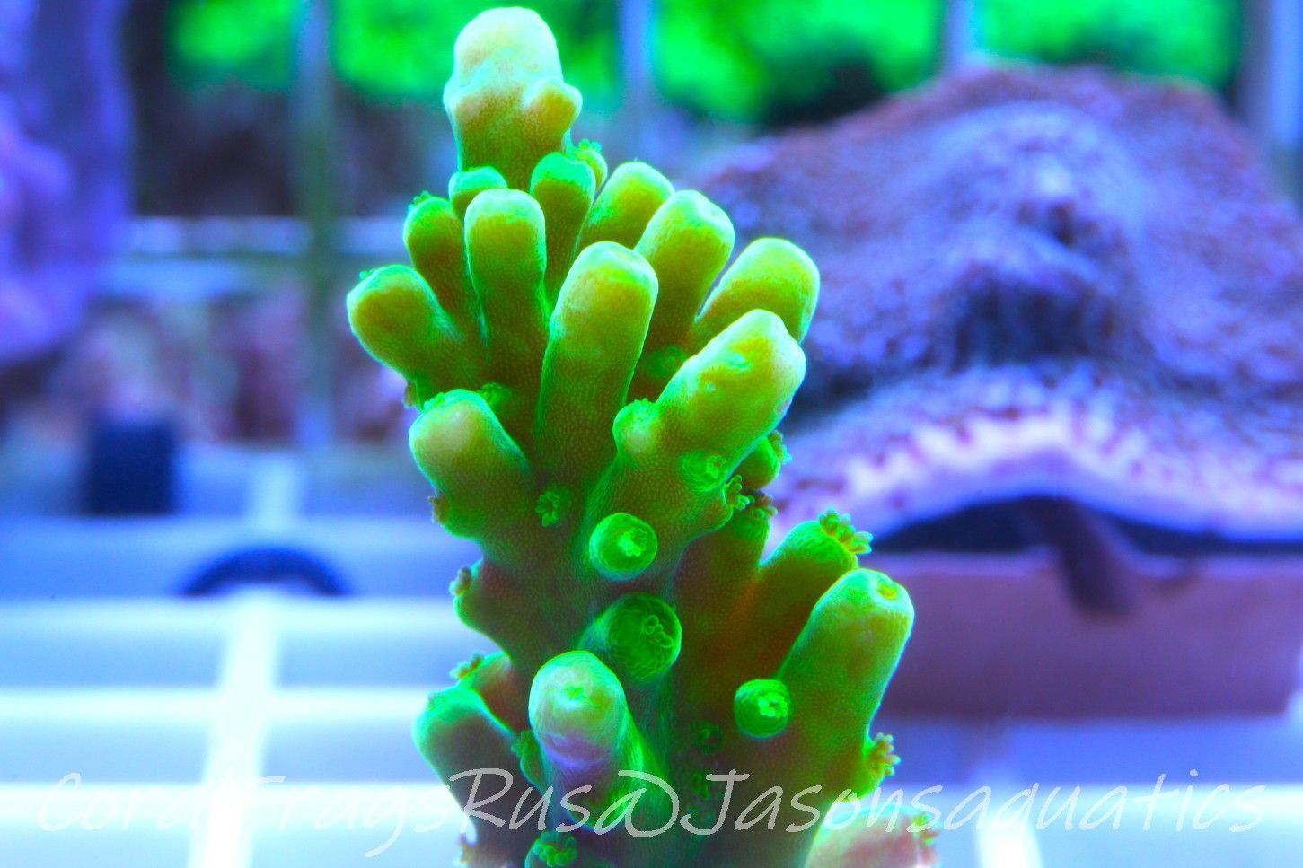 Acropora, Dayglow Green Yellow Tip Frag C