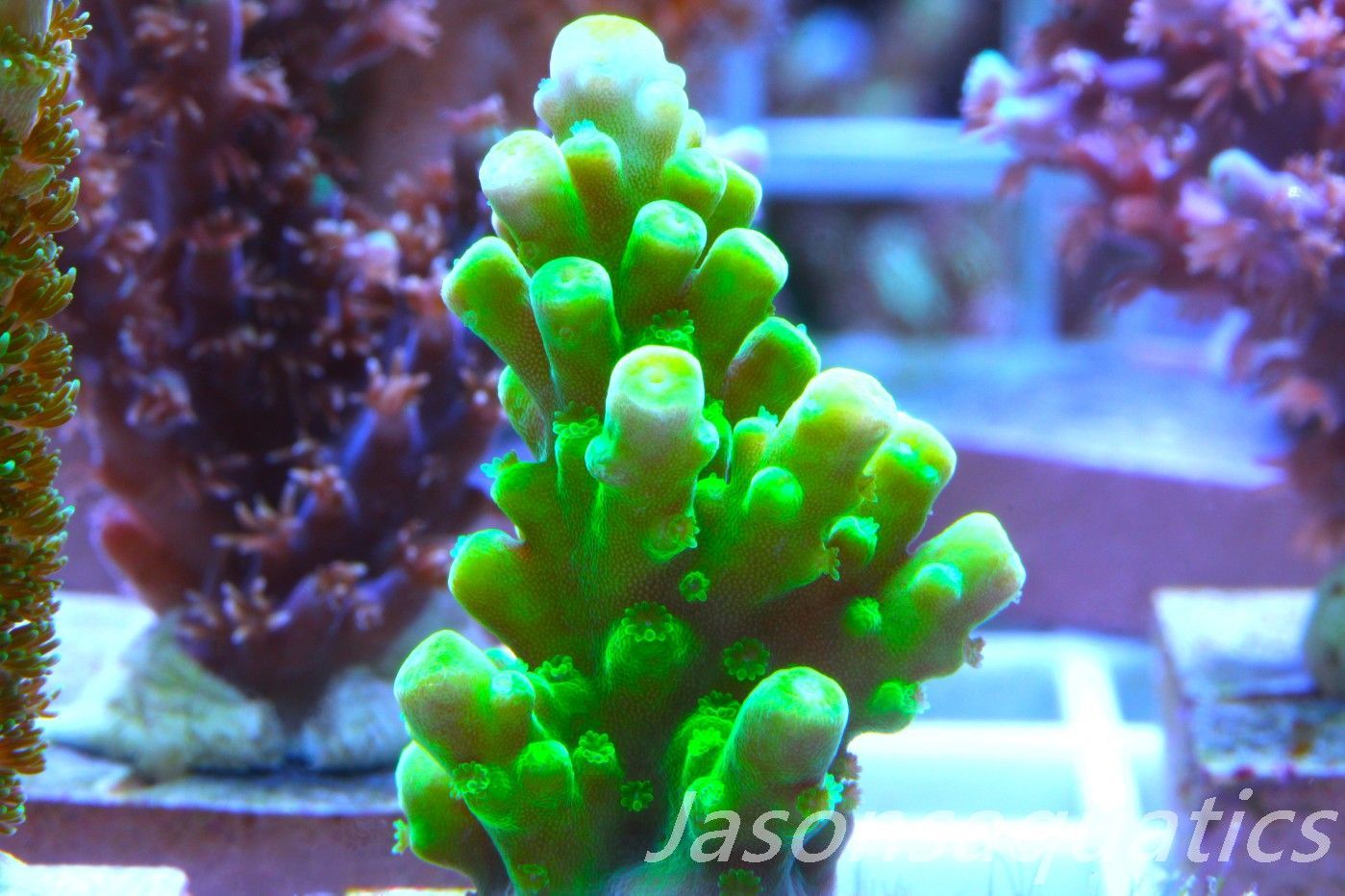 Acropora, Dayglow Green Yellow Tip Frag C
