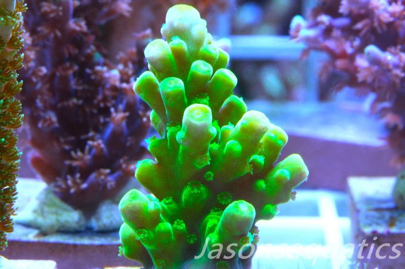 Acropora, Dayglow Green Yellow Tip Frag C