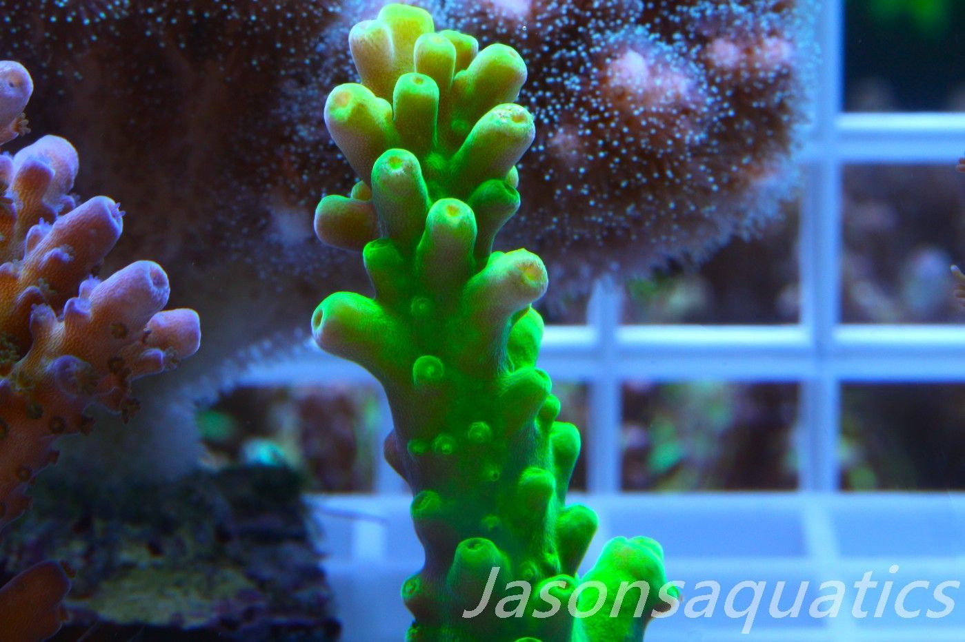 Acropora, Dayglow Green Yellow Tip Frag C