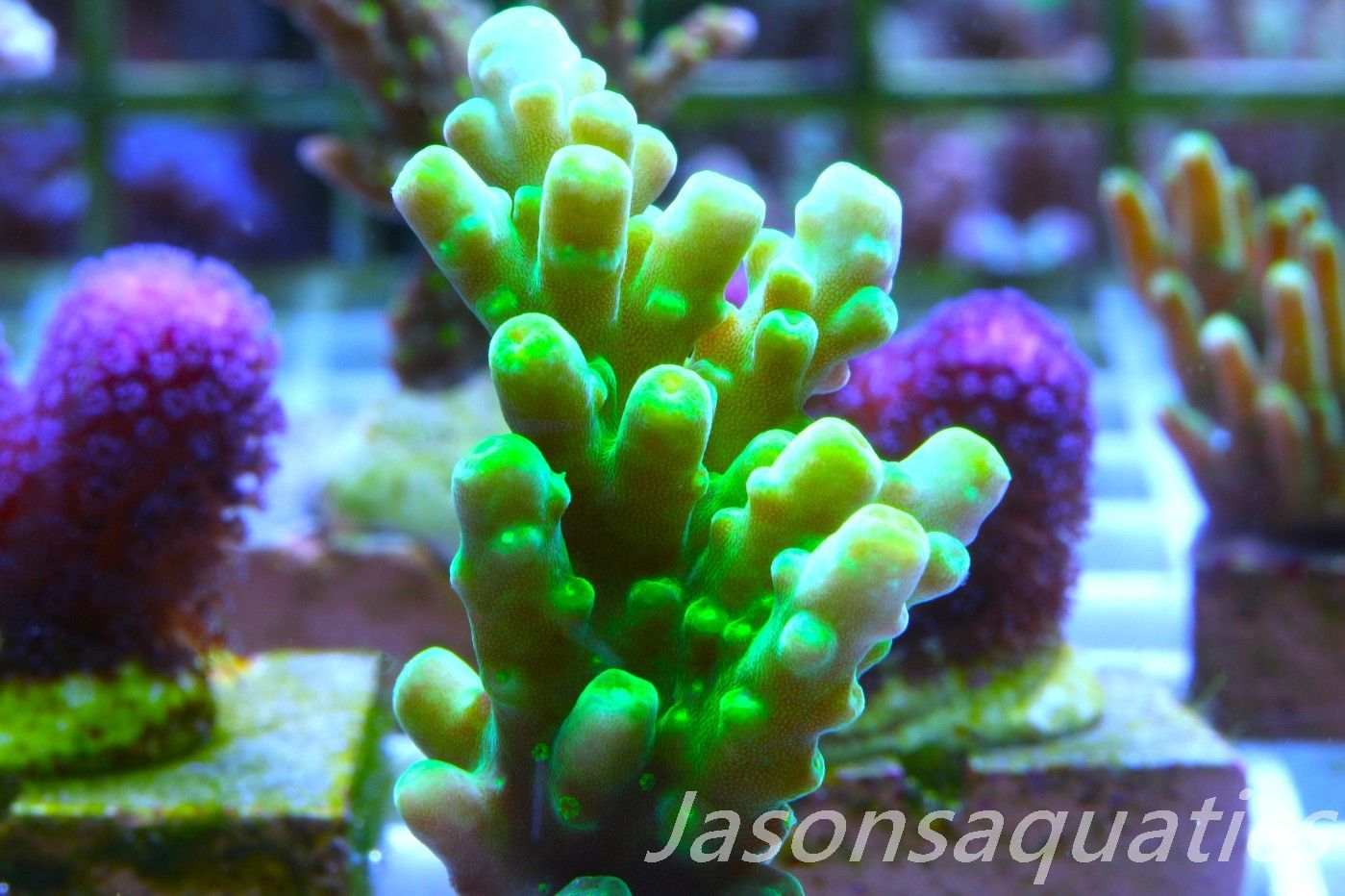 Acropora, Dayglow Green Yellow Tip Frag D