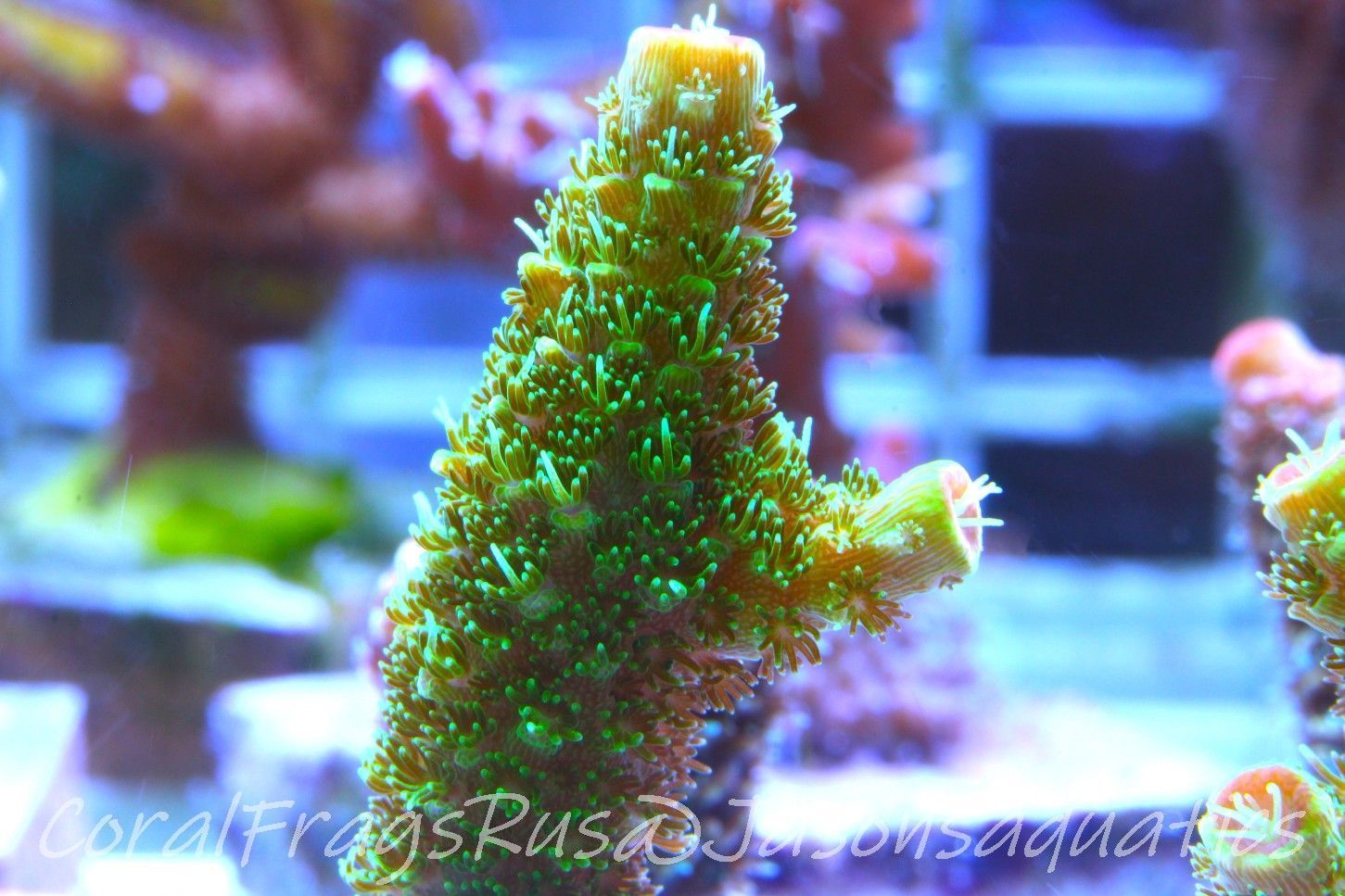 Acropora, Green Bali Slimer Frag B