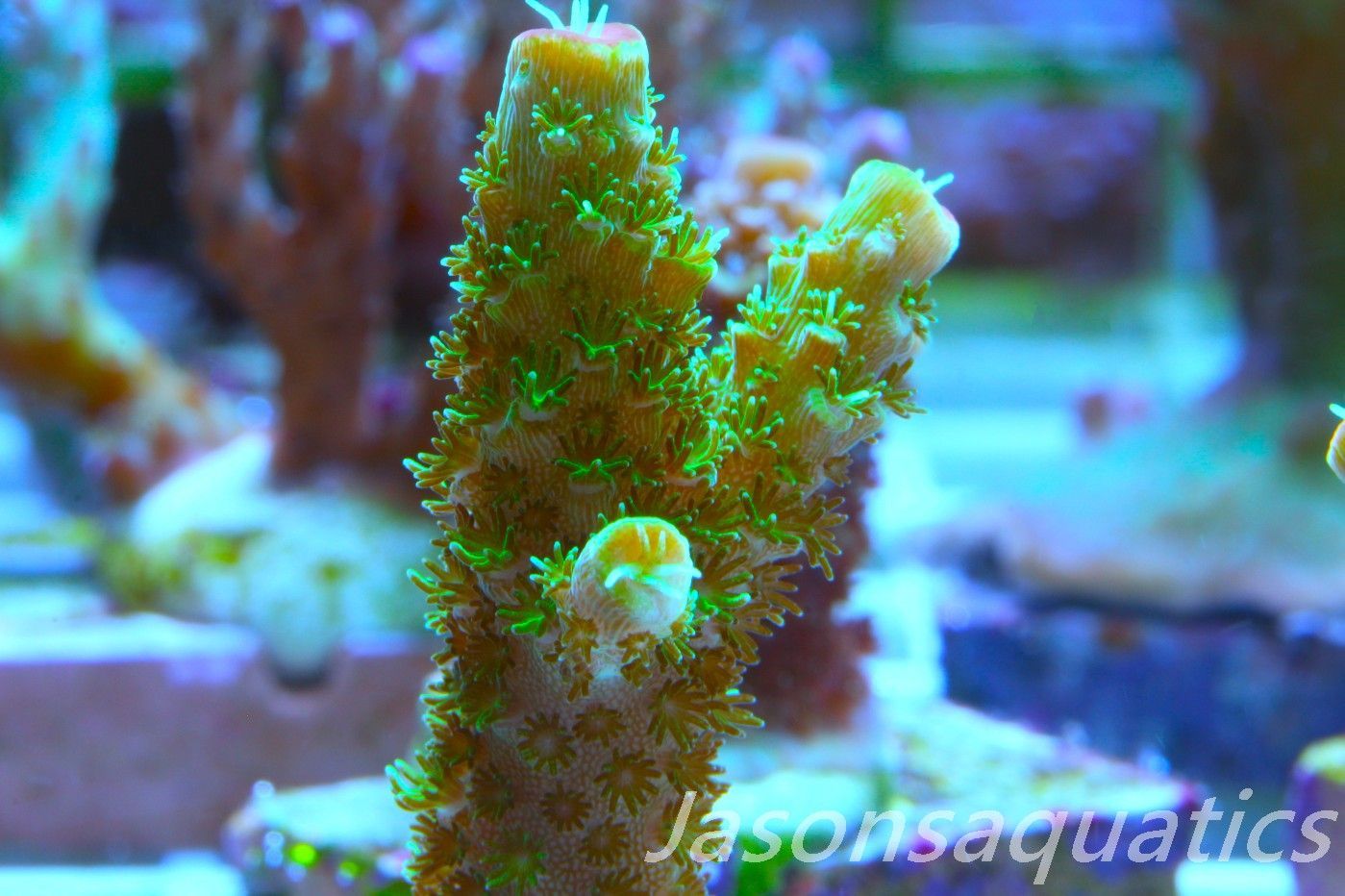 Acropora, Green Bali Slimer Frag B