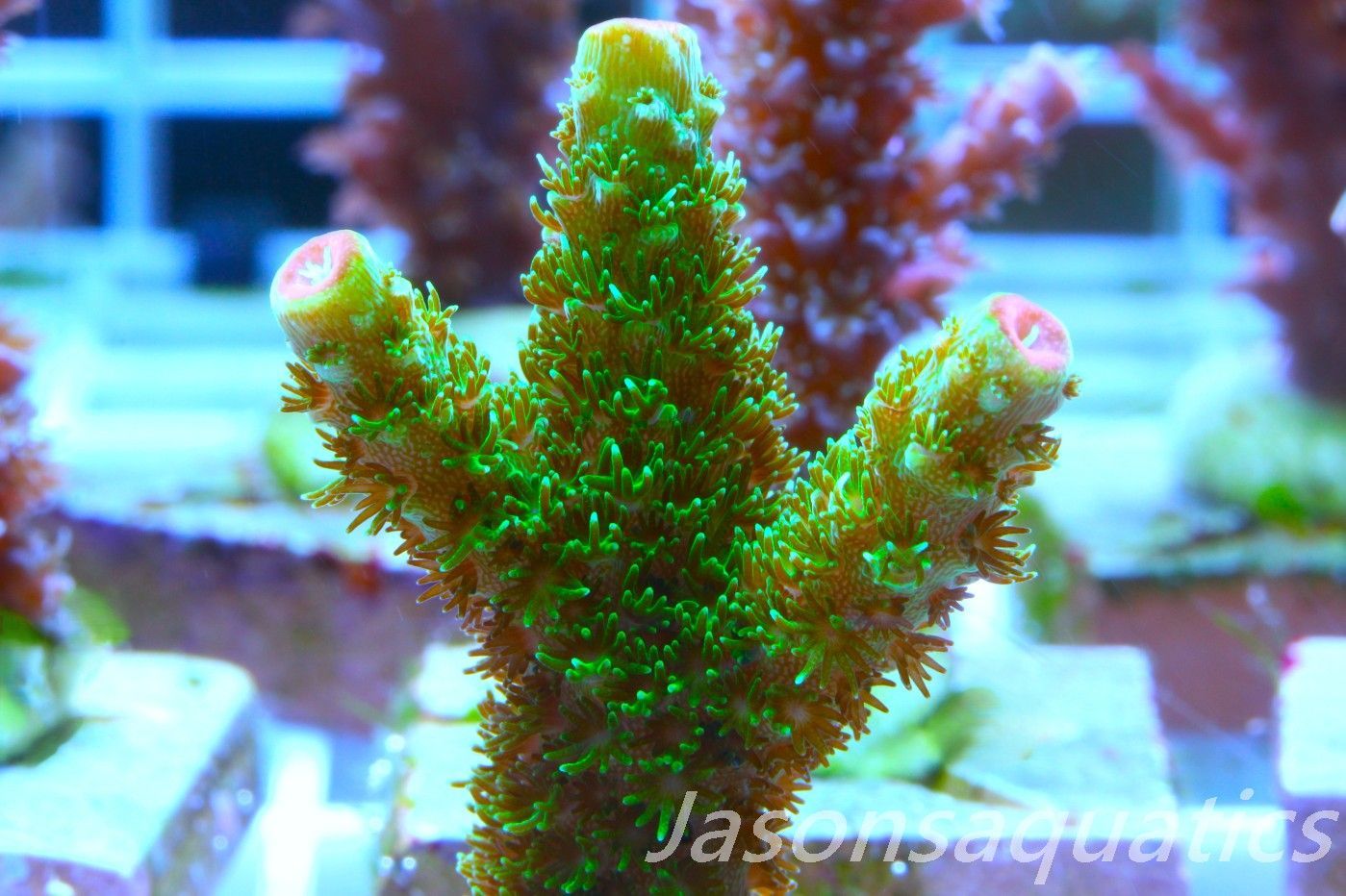 Acropora, Green Bali Slimer Frag B