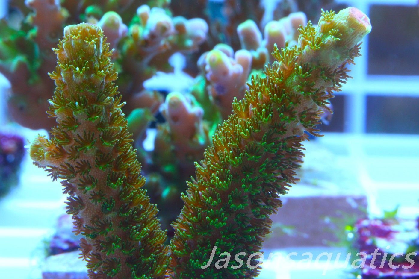 Acropora, Green Bali Slimer Frag B