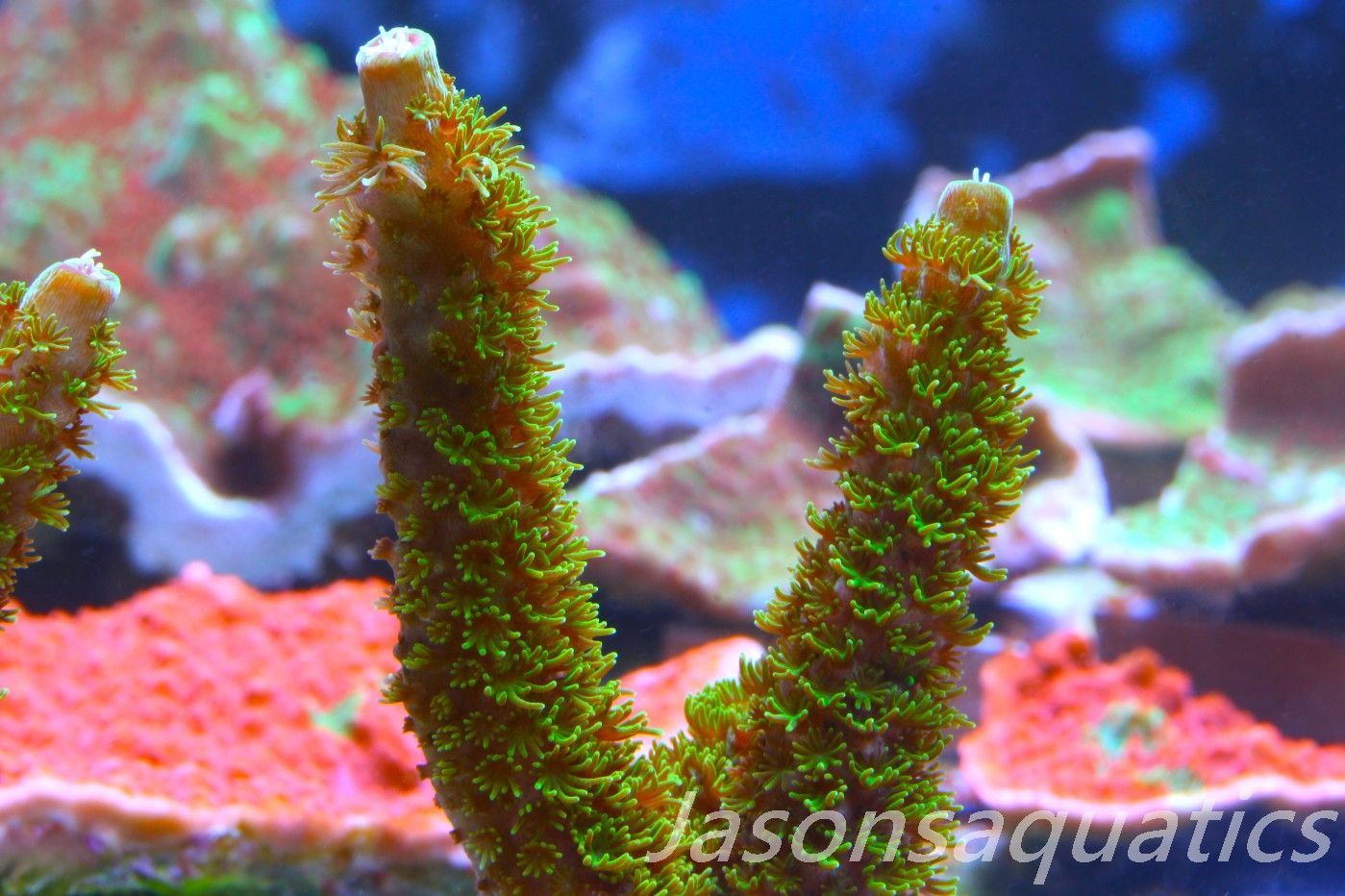 Acropora, Green Bali Slimer Frag B
