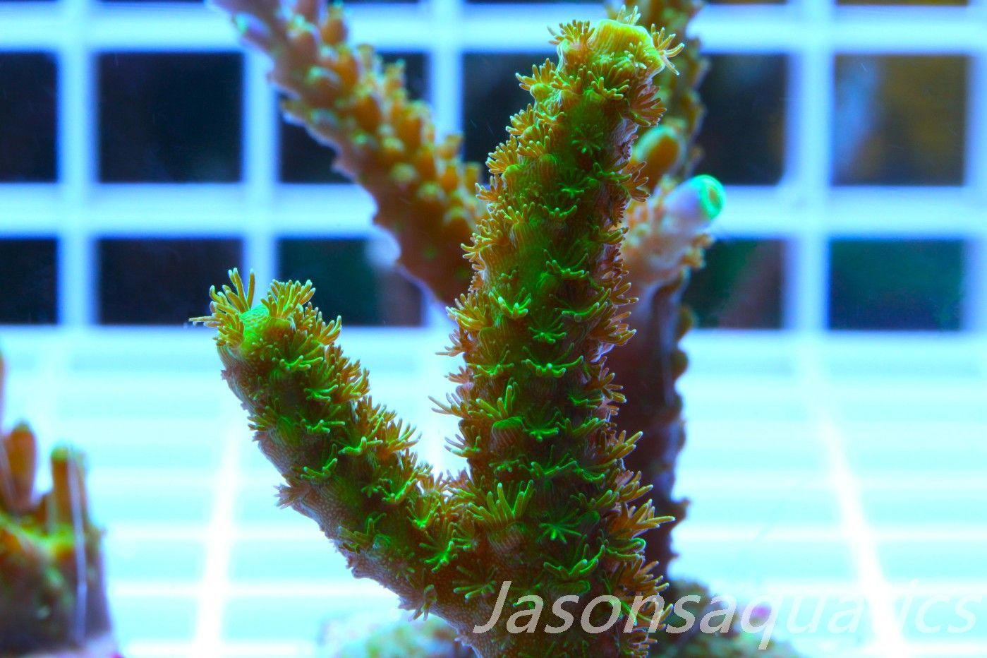 Acropora, Green Bali Slimer Frag B