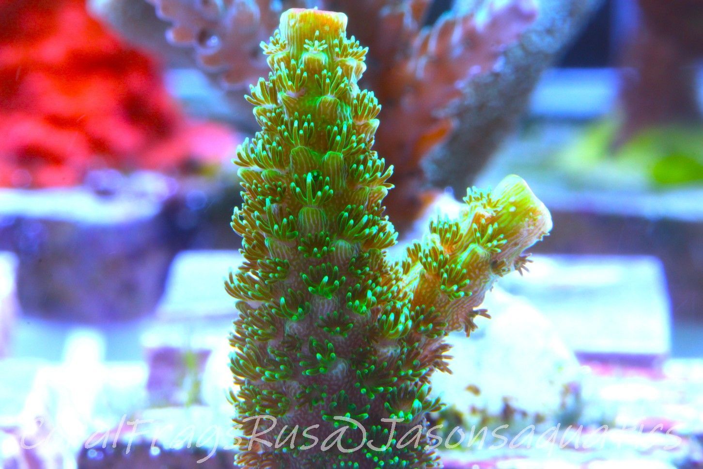 Acropora, Green Bali Slimer Frag C
