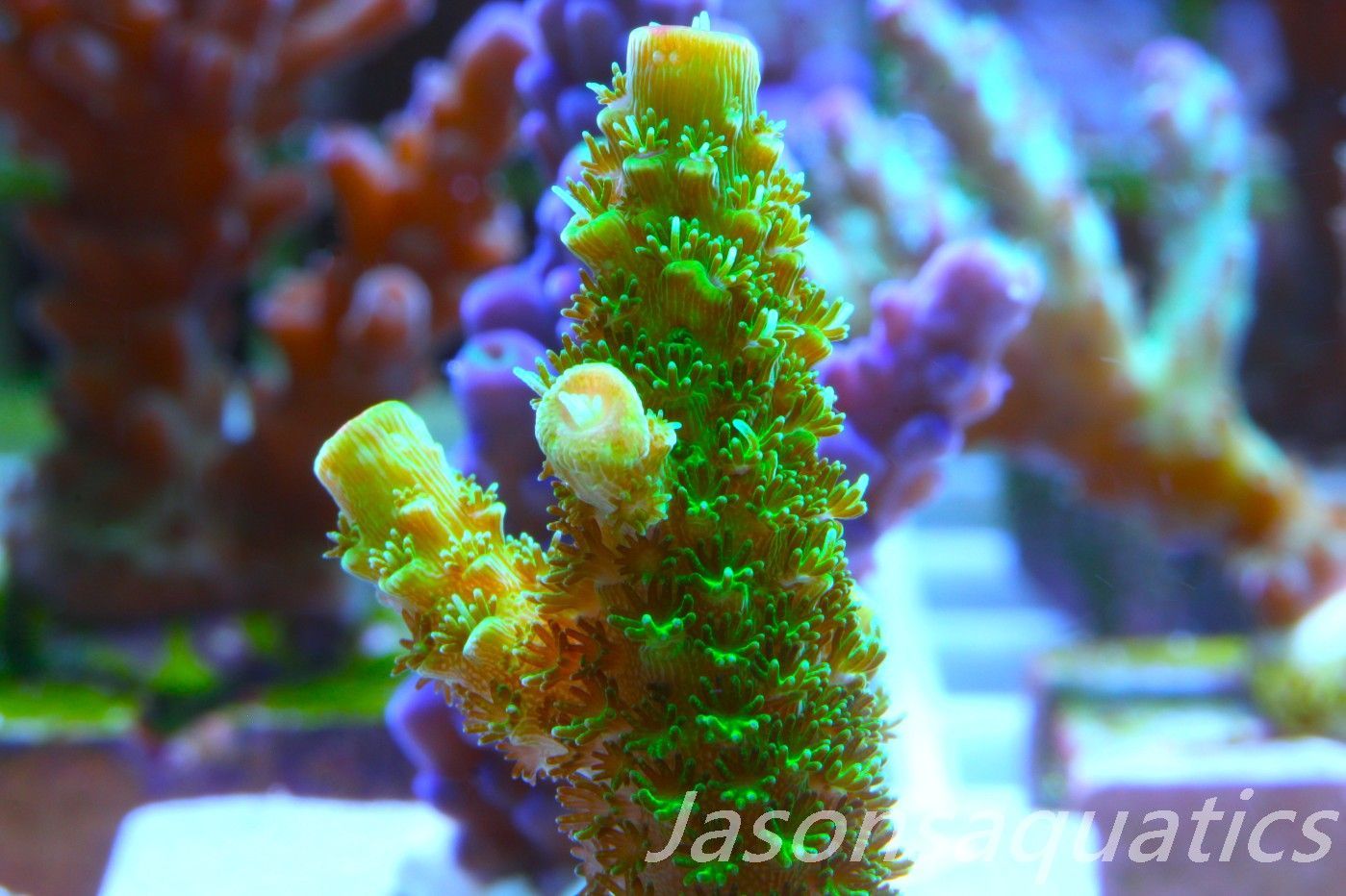 Acropora, Green Bali Slimer Frag C