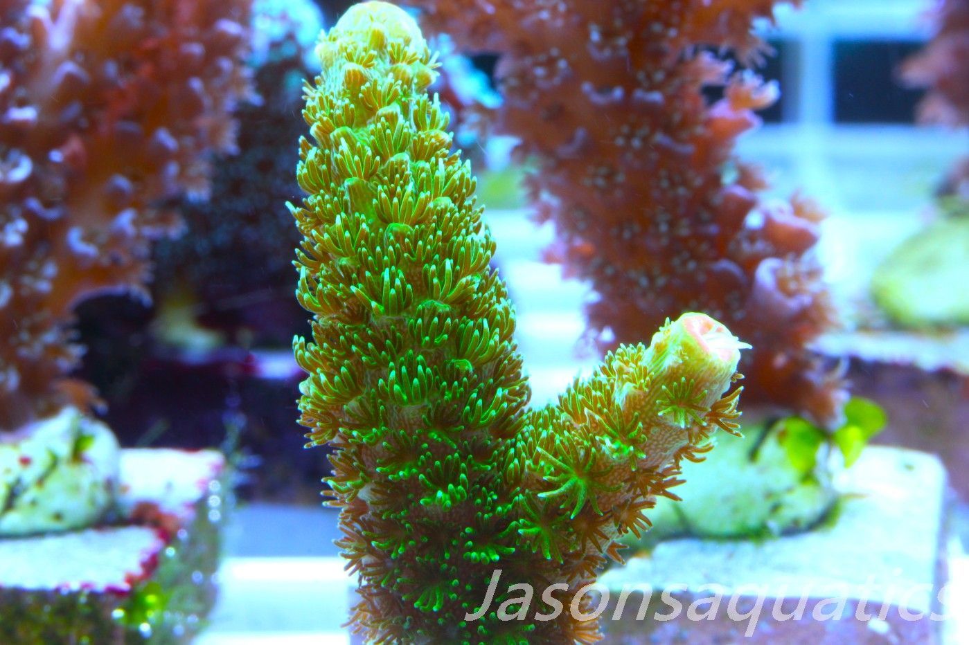 Acropora, Green Bali Slimer Frag C