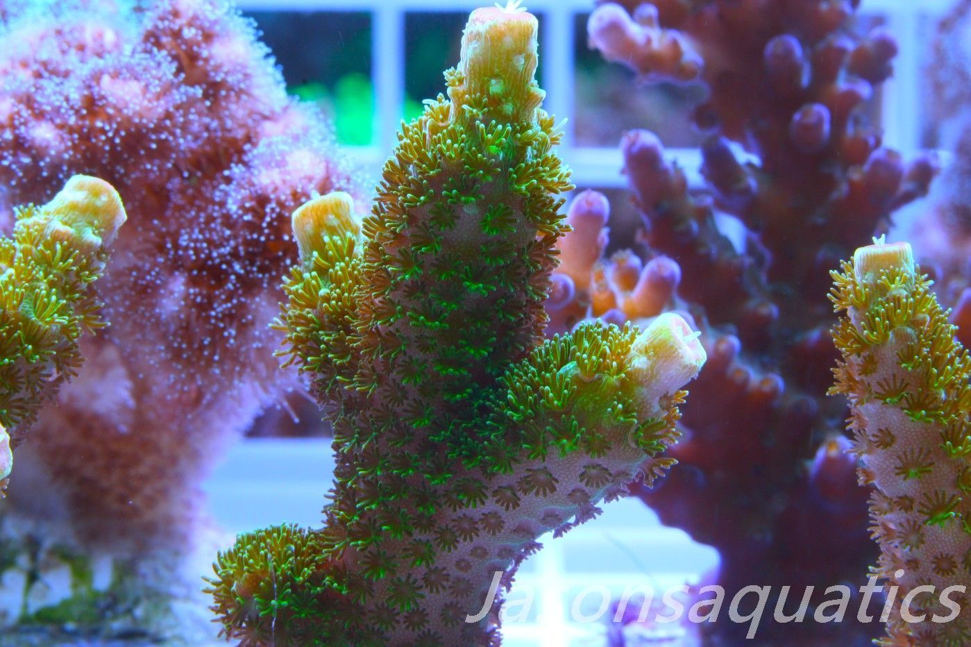 Acropora, Green Bali Slimer Frag C