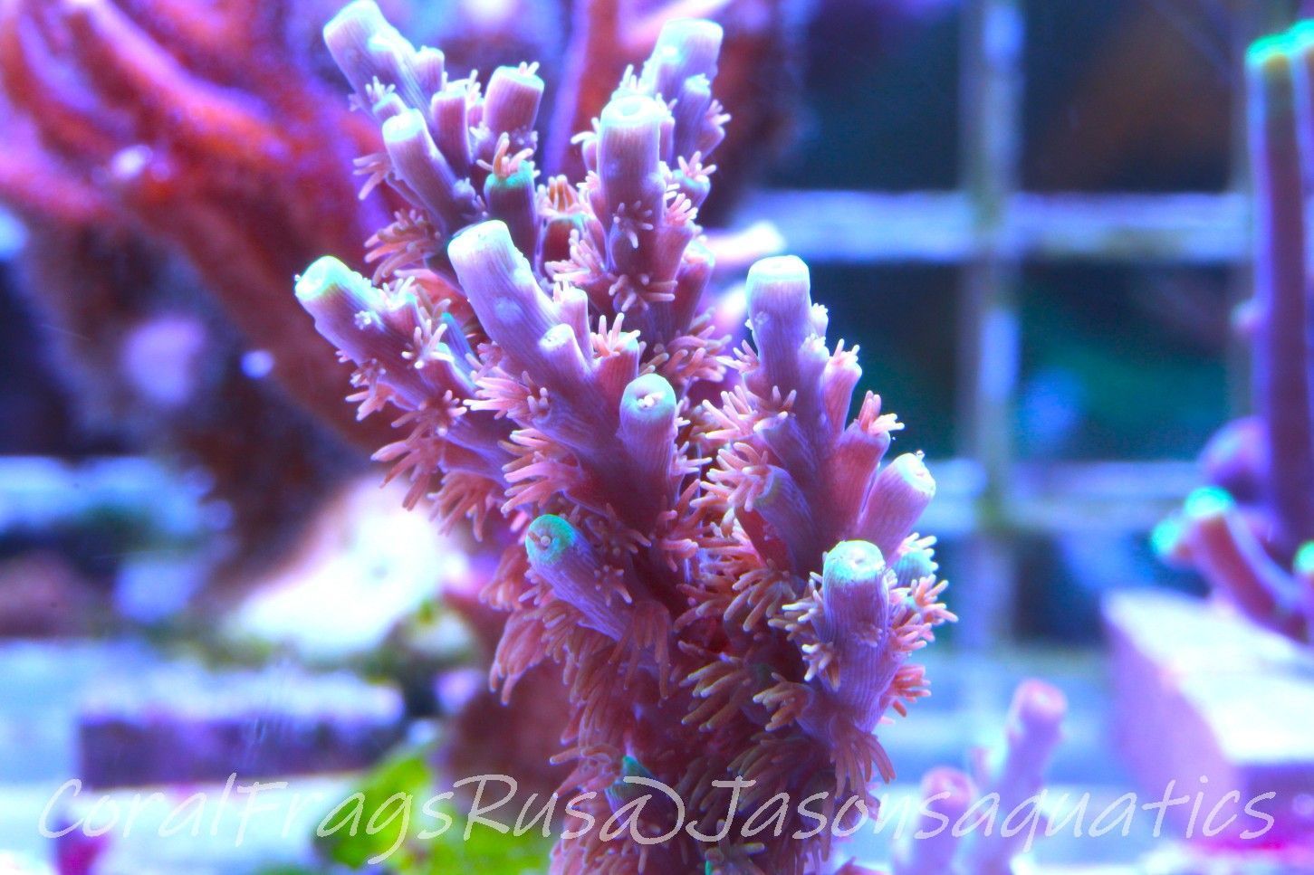 Acropora Horrida, Blue Tips Dayglow Green Rim Frag C