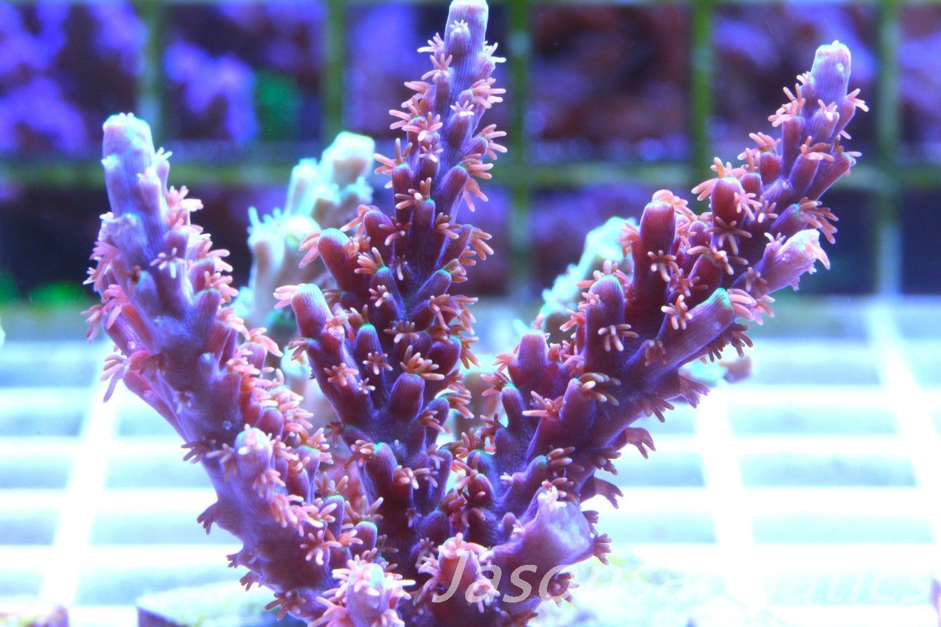 Acropora Horrida, Blue Tips Dayglow Green Rim Frag C