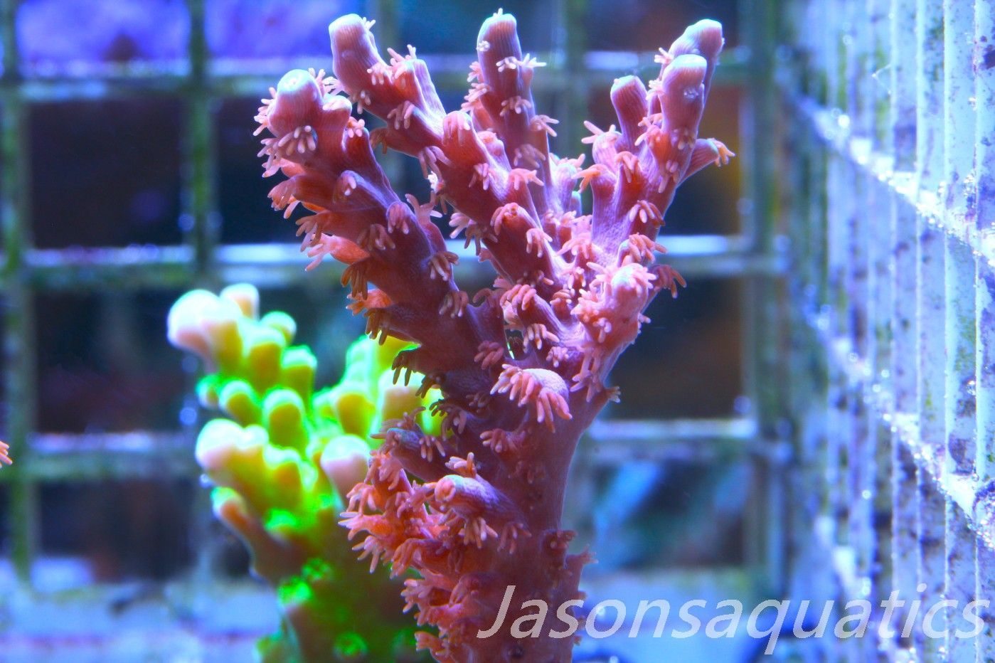 Acropora Horrida, Blue Tips Dayglow Green Rim,Large frag, Frag C