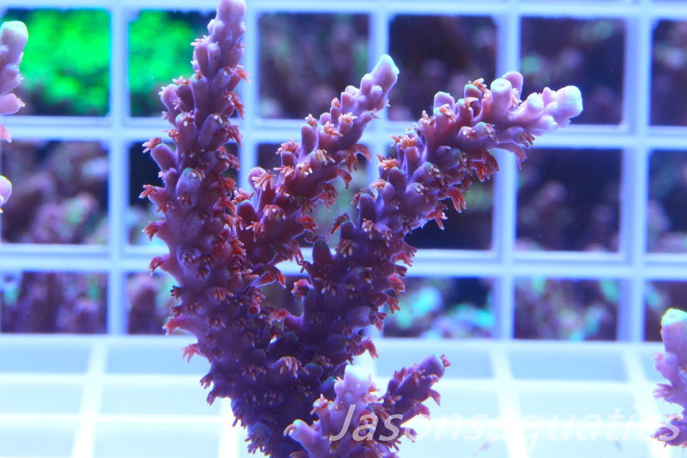 Acropora Horrida, Blue Tips Dayglow Green Rim,Large frag, Frag C Acropora Horrida, Blue Tips Dayglow Green Rim,Large frag, Frag C