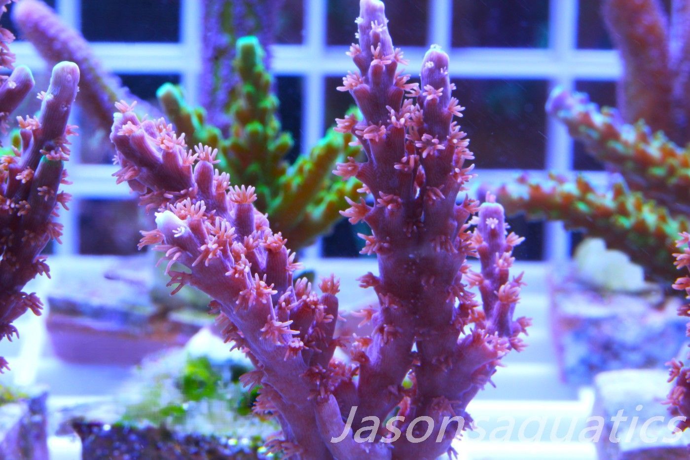 Acropora Horrida, Blue Tips Dayglow Green Rim,Large frag, Frag C